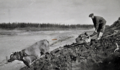 Catholic Missions employed farm animals for work