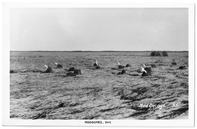 Geese decoys
