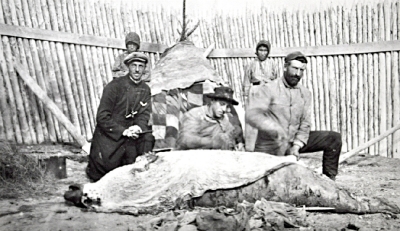 Men skinning a small beluga or large seal 