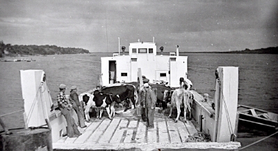 Barge transporting cows in James Bay